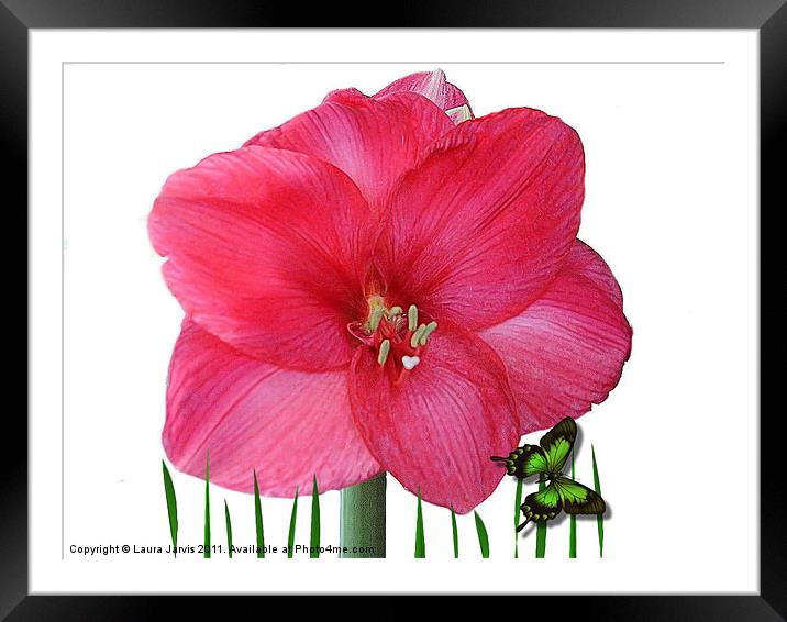 Amaryllis Framed Mounted Print by Laura Jarvis