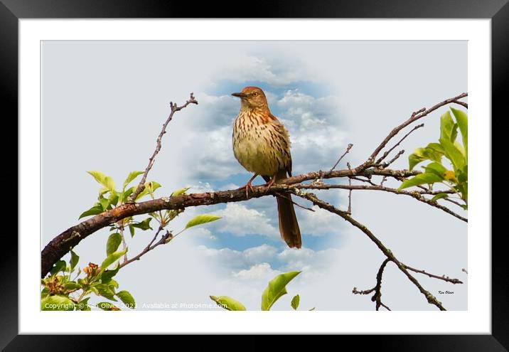 Gracefully Perched Brown Thrasher Framed Mounted Print by Ken Oliver