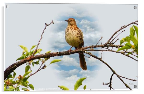 Gracefully Perched Brown Thrasher Acrylic by Ken Oliver
