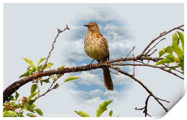 Gracefully Perched Brown Thrasher Print by Ken Oliver