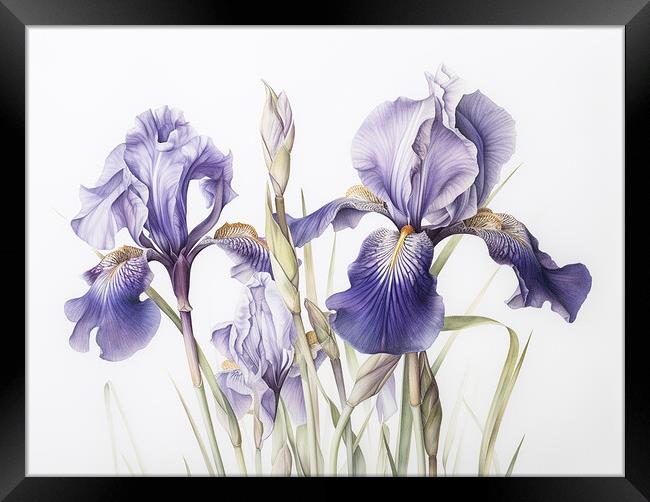 Iris Framed Print by Steve Smith
