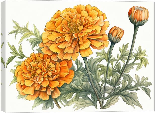 Marigold Canvas Print by Steve Smith