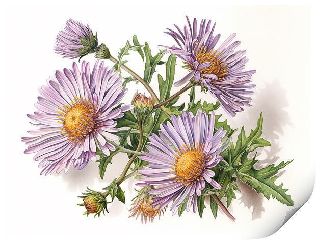 Aster Print by Steve Smith