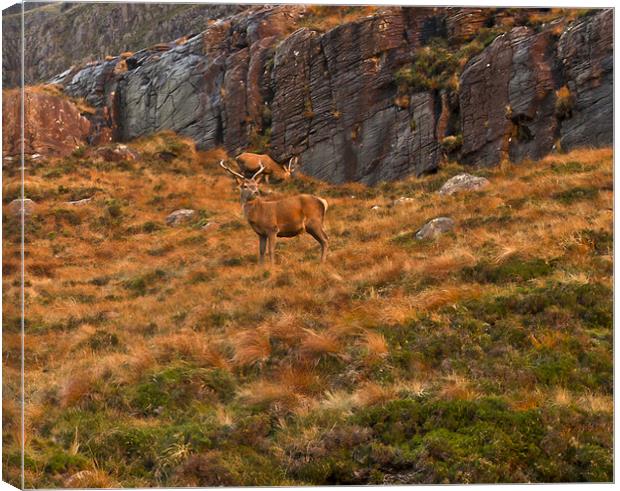 Deer on hillside Canvas Print by Gary Eason