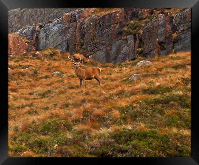 Deer on hillside Framed Print by Gary Eason