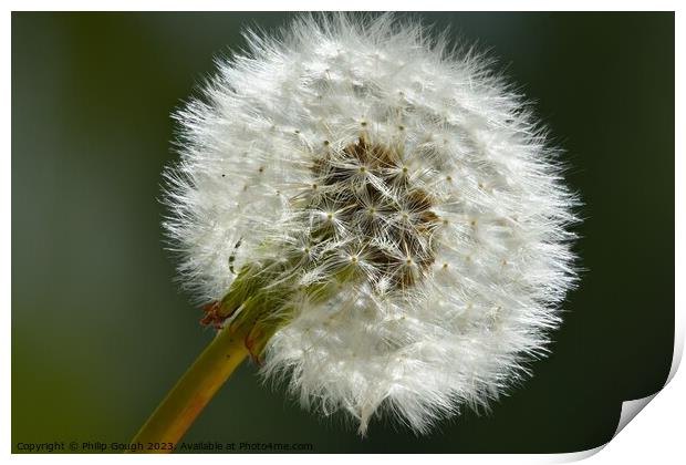 Plant flower Print by Philip Gough