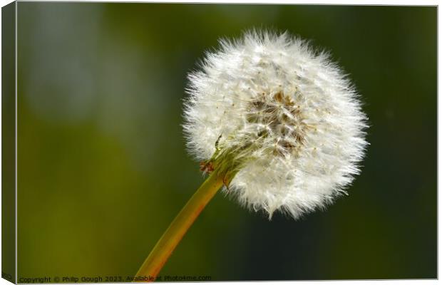 Plant flower Canvas Print by Philip Gough