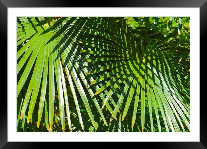 Plant leaves Framed Mounted Print by Philip Gough