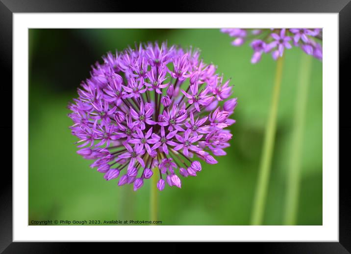 Allium Blooming Framed Mounted Print by Philip Gough