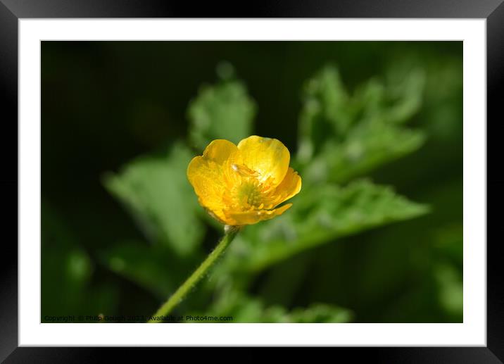Buttercup Bloom Framed Mounted Print by Philip Gough