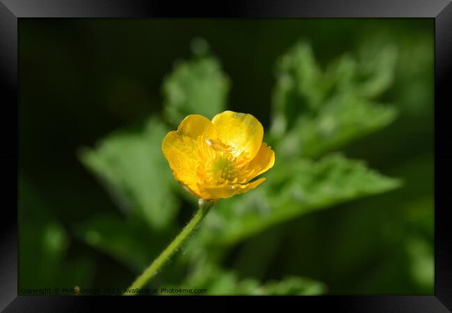 Buttercup Bloom Framed Print by Philip Gough