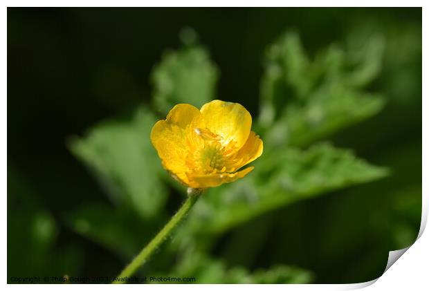 Buttercup Bloom Print by Philip Gough