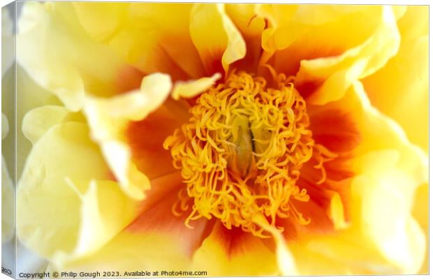 Yellow Peony Canvas Print by Philip Gough