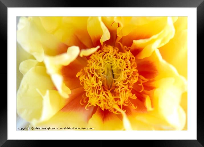 Yellow Peony Framed Mounted Print by Philip Gough