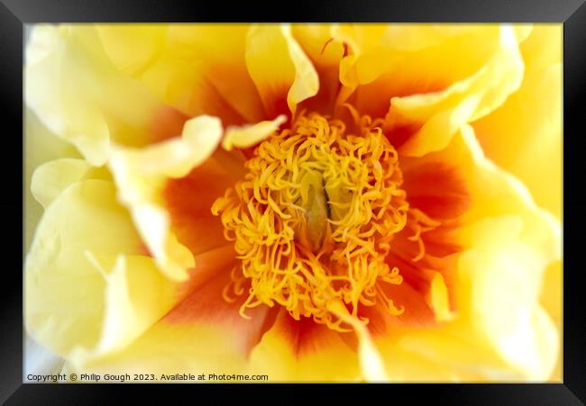 Yellow Peony Framed Print by Philip Gough