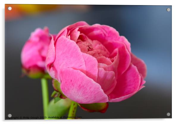 Peony garden flower bloom Acrylic by Philip Gough