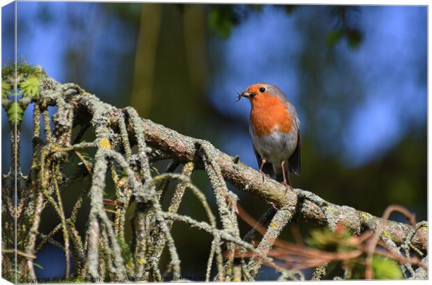 Robin on a branch Canvas Print by Philip Gough