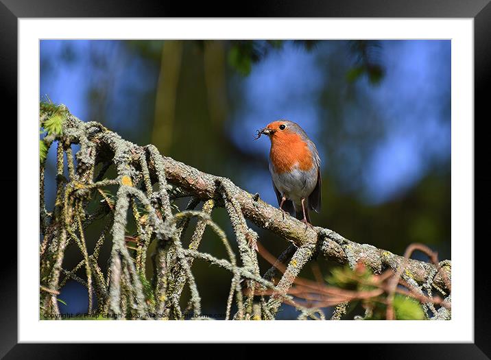 Robin on a branch Framed Mounted Print by Philip Gough