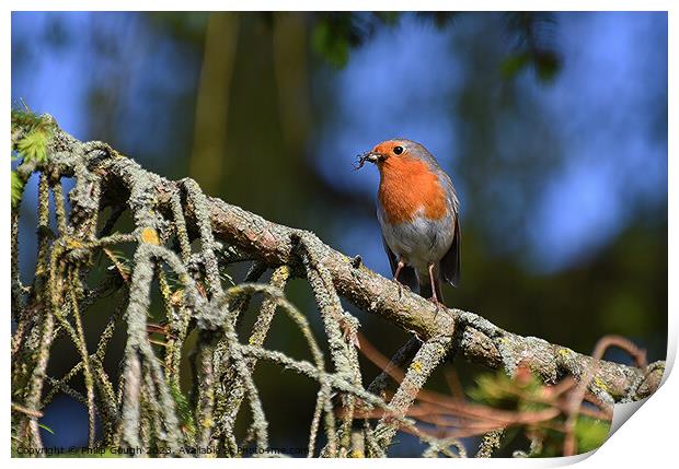 Robin on a branch Print by Philip Gough