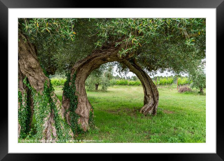 Views travelling around Tuscany, Italy  Framed Mounted Print by Gail Johnson