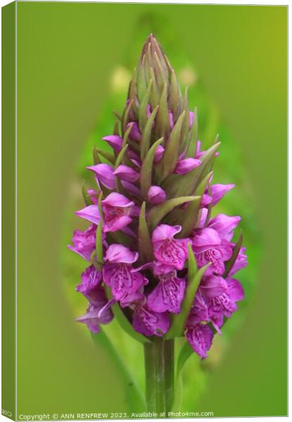 Southern Marsh Orchid Canvas Print by ANN RENFREW