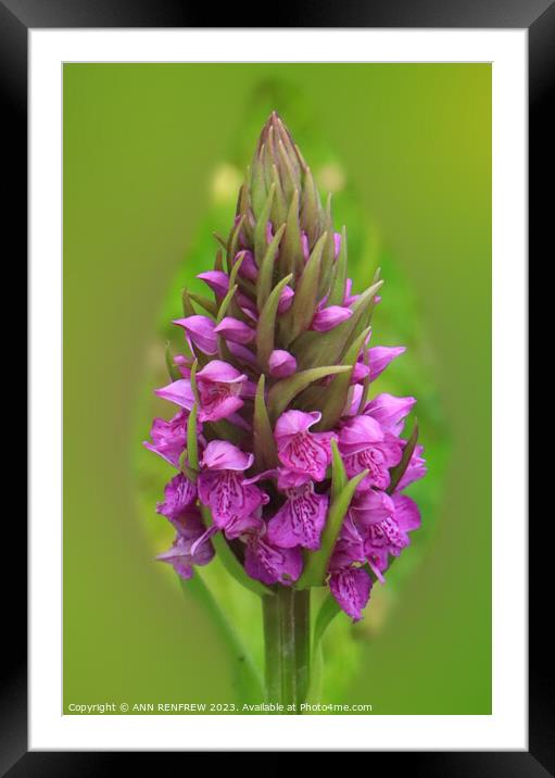 Southern Marsh Orchid Framed Mounted Print by ANN RENFREW
