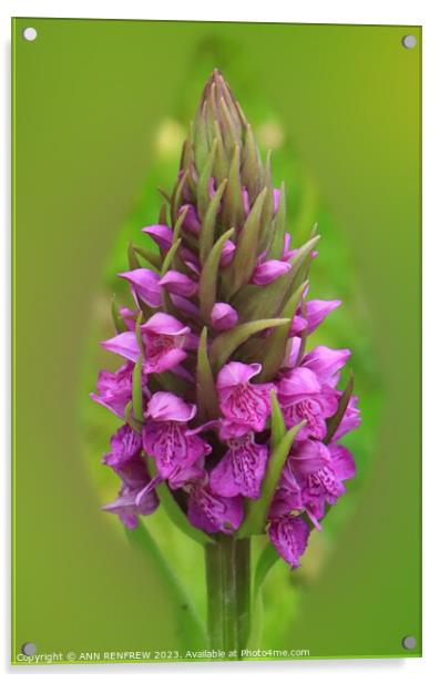 Southern Marsh Orchid Acrylic by ANN RENFREW