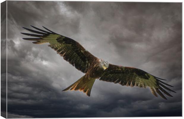 Soaring through the Clouds Canvas Print by Duncan Loraine