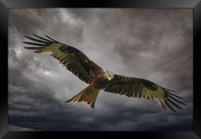 Soaring through the Clouds Framed Print by Duncan Loraine