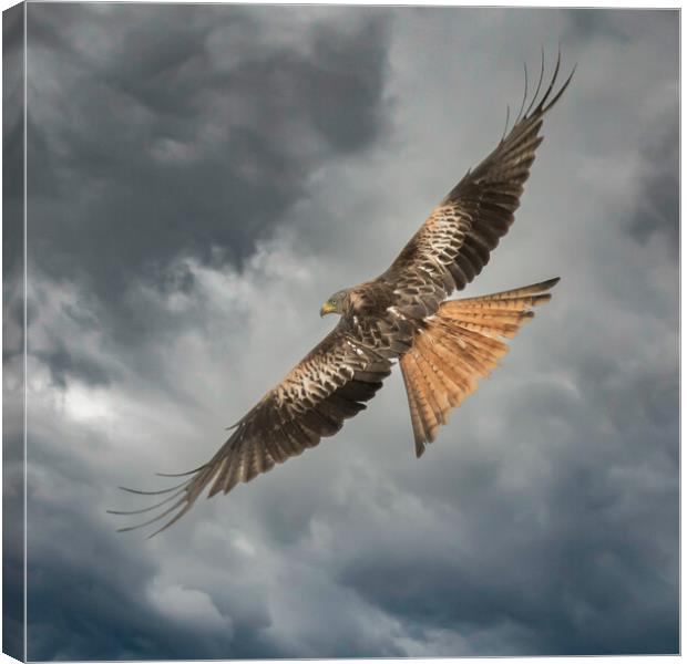 Red Kite Canvas Print by Duncan Loraine