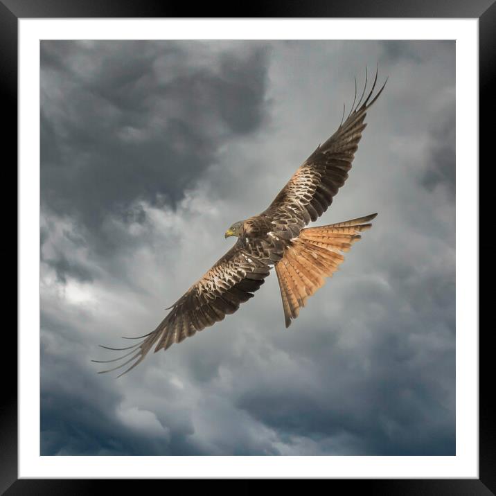 Red Kite Framed Mounted Print by Duncan Loraine