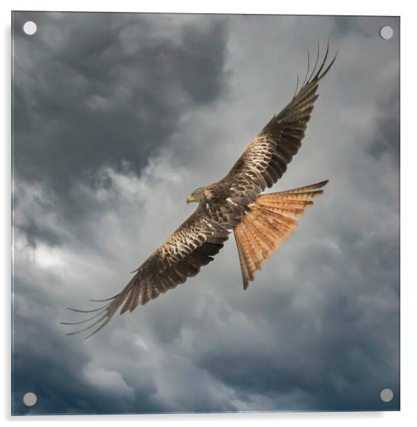 Red Kite Acrylic by Duncan Loraine
