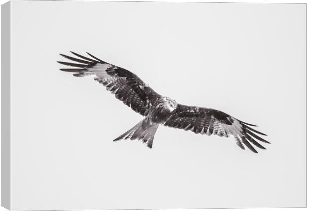 Wild Kite in Black and White Canvas Print by Duncan Loraine