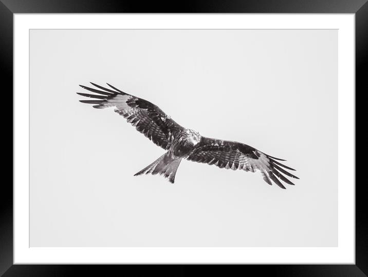 Wild Kite in Black and White Framed Mounted Print by Duncan Loraine