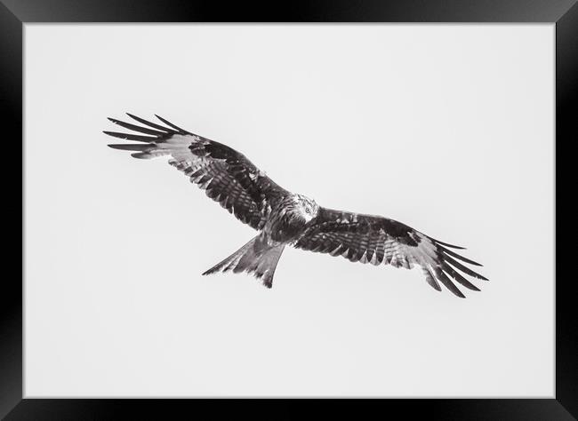 Wild Kite in Black and White Framed Print by Duncan Loraine