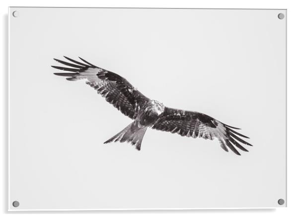 Wild Kite in Black and White Acrylic by Duncan Loraine