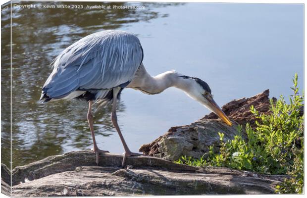 Grey heron with sunlight shining through his beak Canvas Print by Kevin White