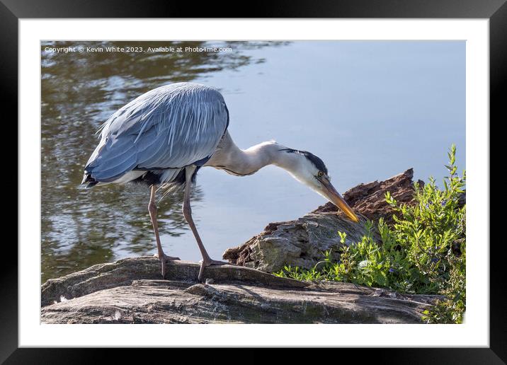 Grey heron with sunlight shining through his beak Framed Mounted Print by Kevin White