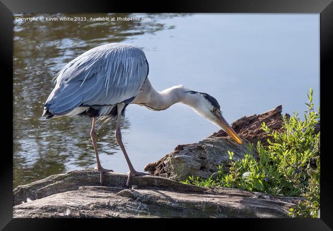 Grey heron with sunlight shining through his beak Framed Print by Kevin White