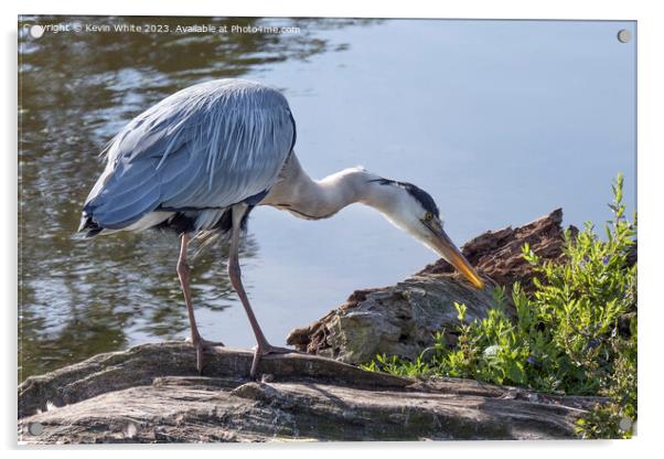 Grey heron with sunlight shining through his beak Acrylic by Kevin White
