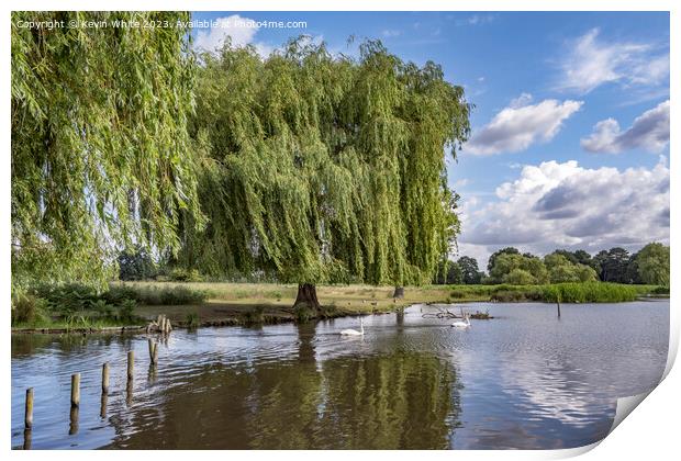 Weeping Willow tree growing on the bank of the pond Print by Kevin White