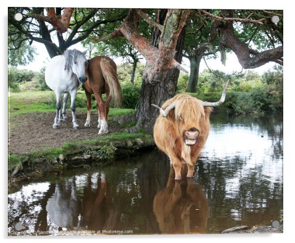 Cow in pond Acrylic by Sandra Day