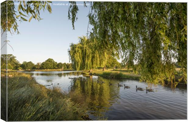Bright morning sunlight at Bushy Park ponds Canvas Print by Kevin White