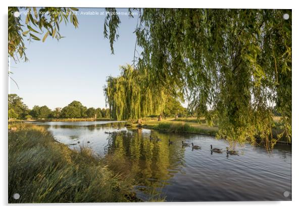 Bright morning sunlight at Bushy Park ponds Acrylic by Kevin White