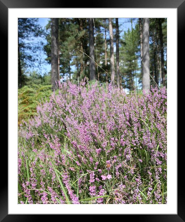 Heather in New Forest Framed Mounted Print by Sandra Day