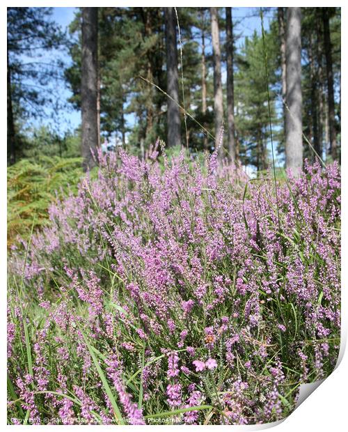 Heather in New Forest Print by Sandra Day