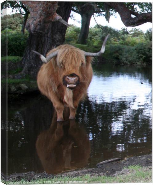 A brown cow standing in to a body of water Canvas Print by Sandra Day