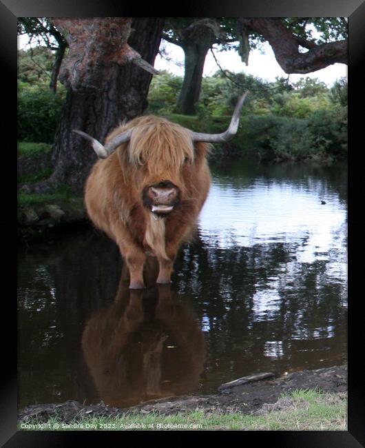 A brown cow standing in to a body of water Framed Print by Sandra Day