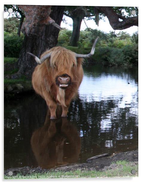 A brown cow standing in to a body of water Acrylic by Sandra Day