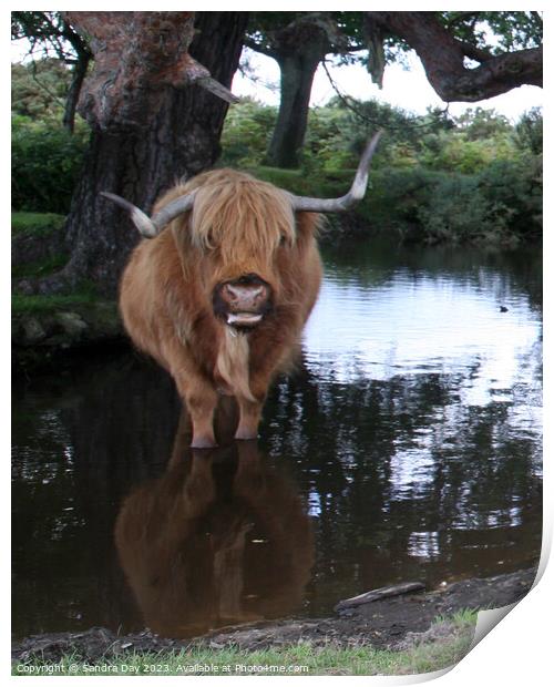 A brown cow standing in to a body of water Print by Sandra Day